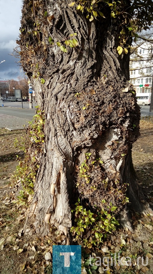 С "мобилой" по городу. Осенний репортаж.