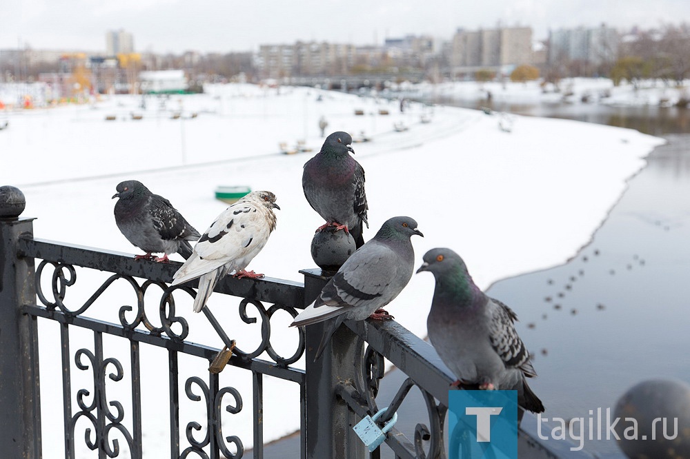 Выпал первый снег