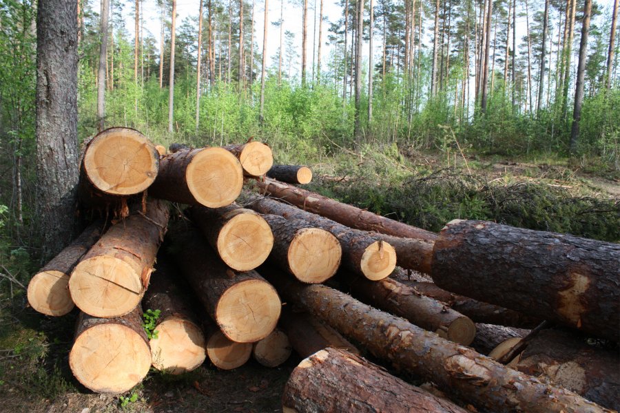 Расчистят леса в Песчаном и на Долгой