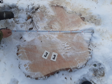 Возбуждено уголовное  по подозрению в незаконной рубке леса под Нижним Тагилом