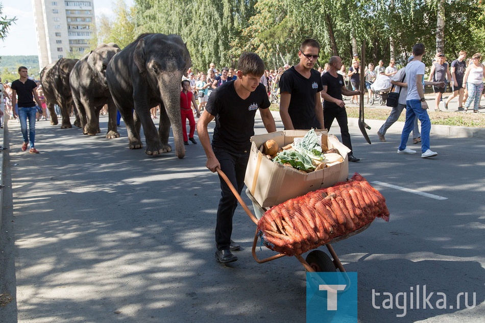 По улице слонов водили.