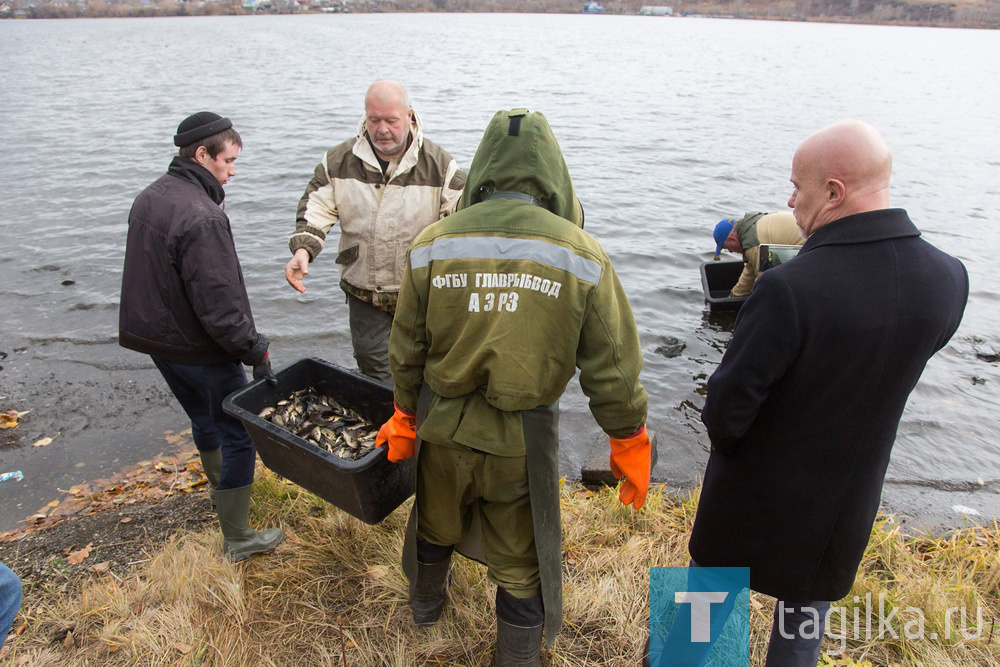 Тагильский пруд вновь пополнился рыбой