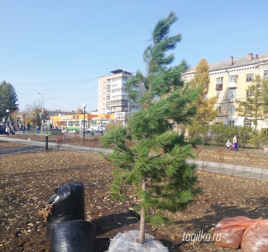 В Пионерском сквере Нижнего Тагила высадили кедры