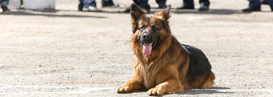 Защита объектов - в надежных лапах. В Нижнем Тагиле прошли соревнования служебных собак