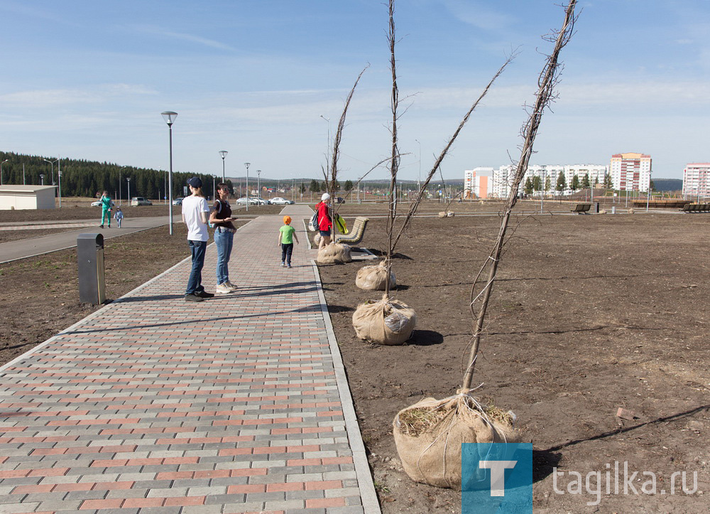 Парк на Муринских прудах в Нижнем Тагиле озеленят