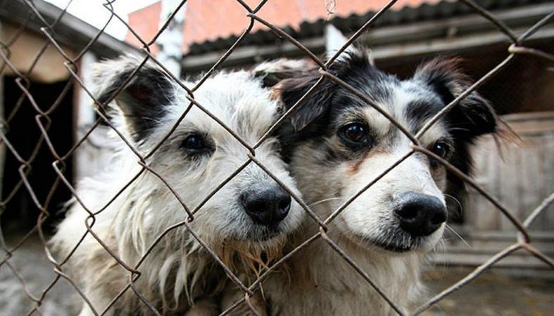 В Нижнем Тагиле заключен контракт на отлов животных - первые уже взяты на «передержку»  