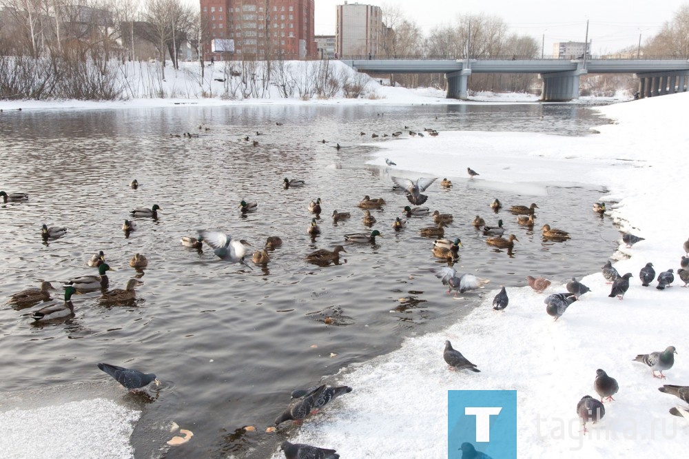 Парк Народный. 15.01.2019.