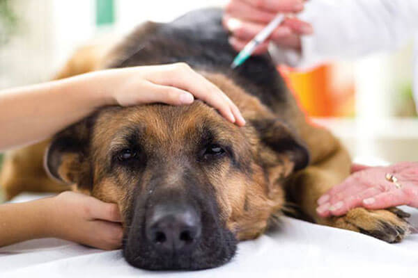 На Урале 30% собак заражены опасными для человека паразитами 