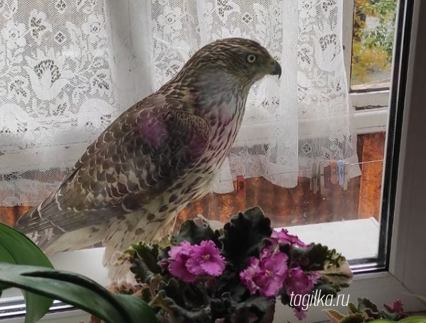 В Нижнем Тагиле хищник залетел на балкон, разбив стекло