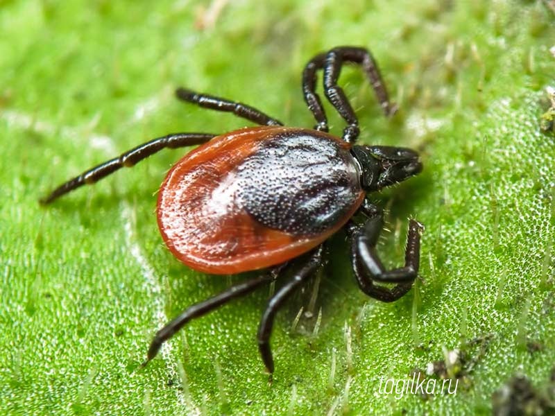 Первый пострадавший от укуса клеща зарегистрирован в Свердловской области