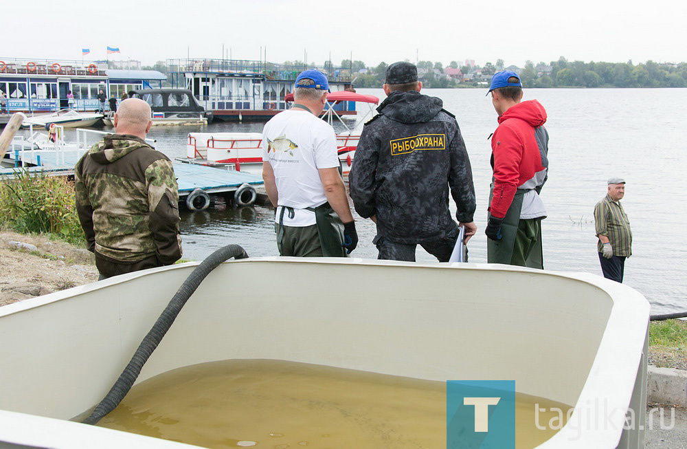 В Тагильский пруд выпустили мальков травоядных рыб