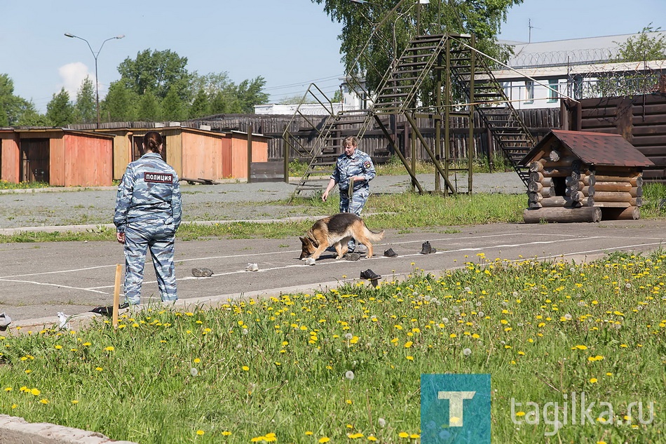 Четвероногие эксперты – прекрасные психологи, тонко различают характеры людей, чувствуют их, один минус – сказать не могут. Всегда понимают, кого нужно искать: преступника или ребенка. А еще собака никогда не даст в обиду своего кинолога. Перед нами провели самый настоящий следственный эксперимент. Сначала собаке дали понюхать небольшой кусочек ткани. После этого она должна была найти ее хозяина, выбрав из нескольких ботинков и кедов тот, который принадлежит «разыскиваемому» человеку. Пес ни разу не ошибся