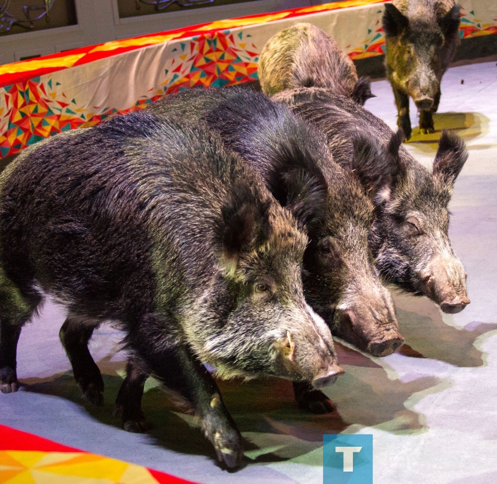 Новая программа «Не может быть!» в Нижнетагильском цирке завершит творческий сезон