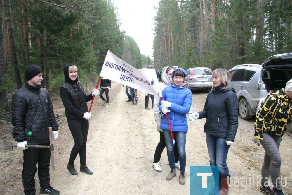 Тагильчане посадили 15 тысяч сеянцев сосны. Нижний Тагил присоединился к акции «Всероссийский день посадки леса»