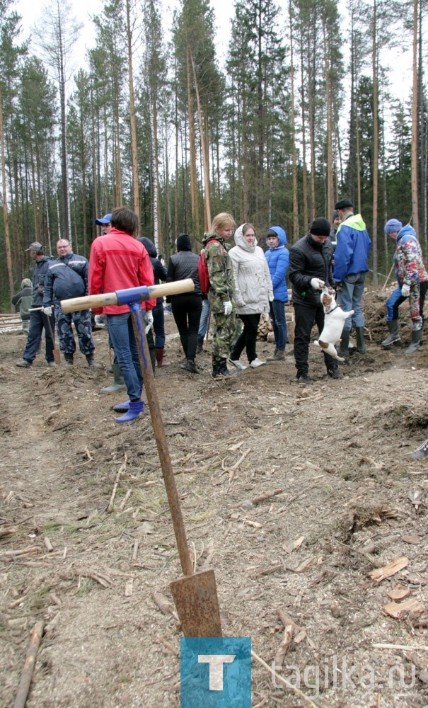 Всероссийская акция высадки деревьев.