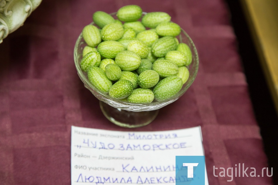 Совет ветеранов. Выставка. 2016.