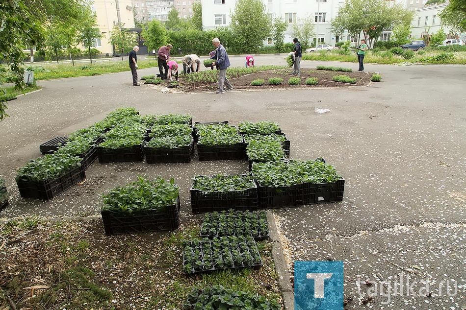 Посадка цветов в Комсомольском сквере