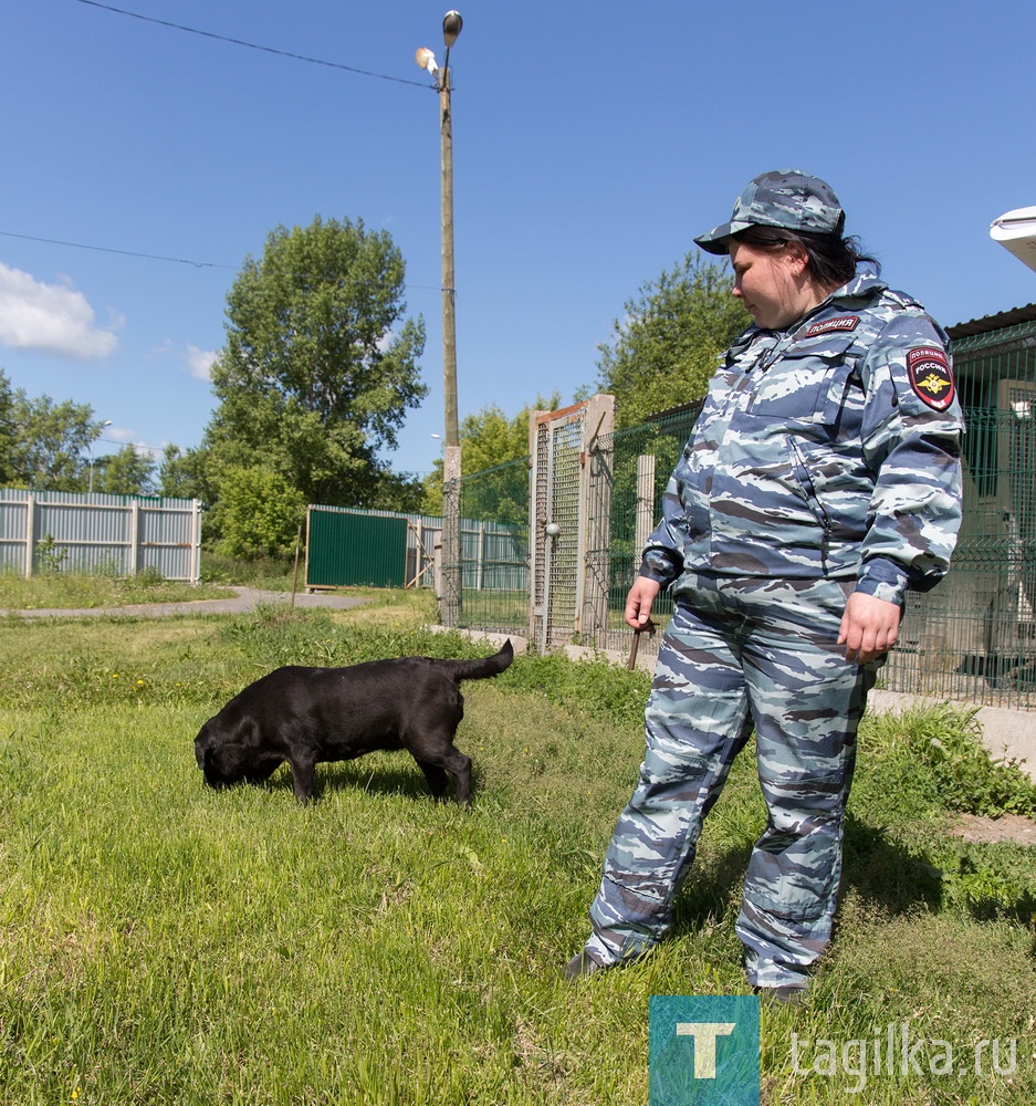 В переводе с собачьего