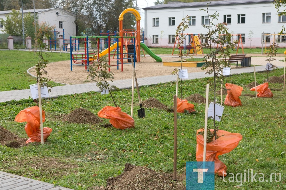 В Нижнем Тагиле высадили аллею победителей