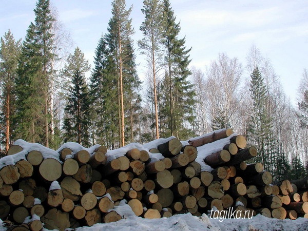 Под Нижним Тагилом на заготовке леса погиб сотрудник предприятия

