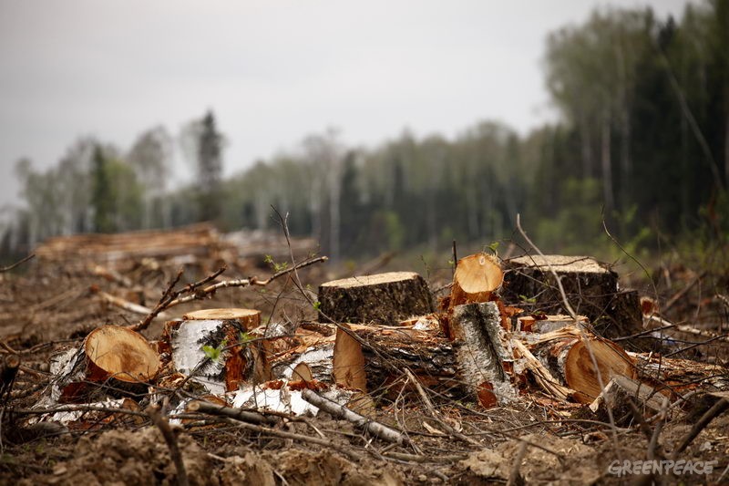 В Нижнесергинском районе незаконно вырубают лес