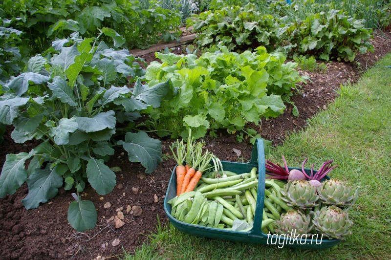 Советы садоводам: растим морковь, огурцы, лук, перец