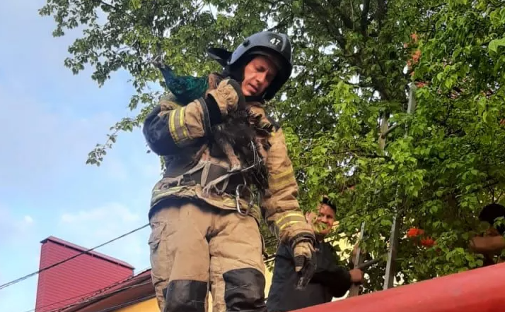 В Первоуральске пожарные спасли сбежавшего павлина
