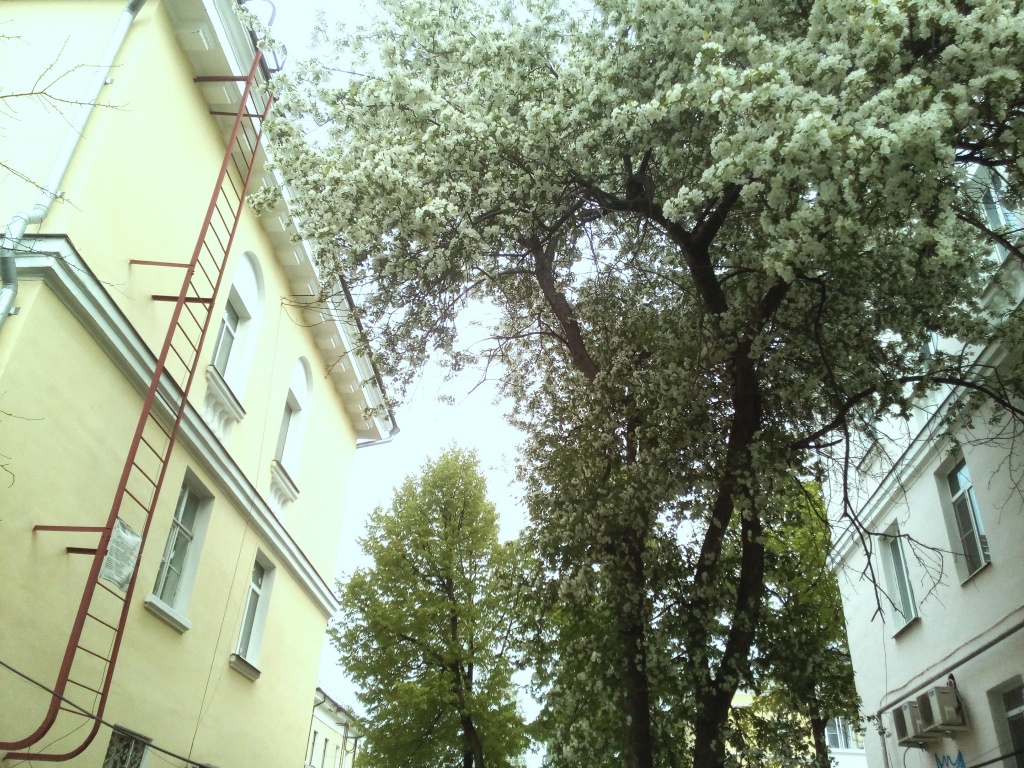 двор на маркса, яблоня.jpg САЙТ, двор на к маркса, яблоня.jpg