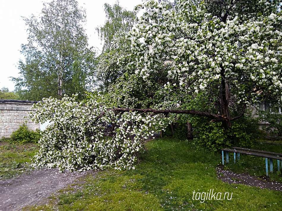 Сильный ветер повредил деревья в Нижнем Тагиле