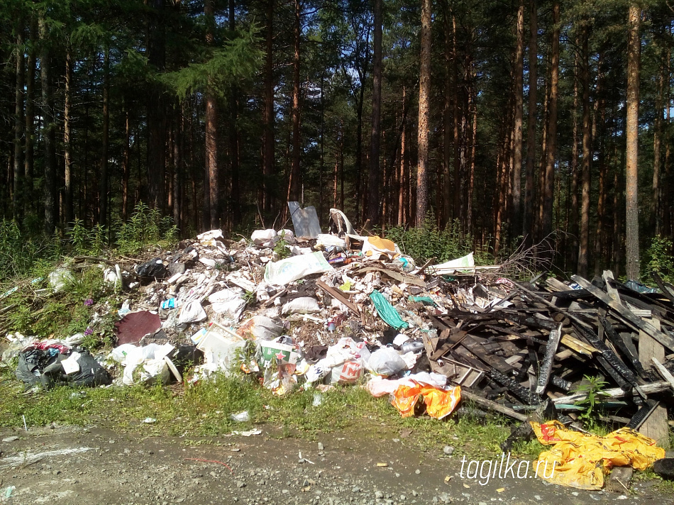 Во что превратились обочины дороги в прекрасном лесу на Вагонке