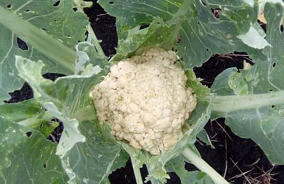 Самая капризная из капуст