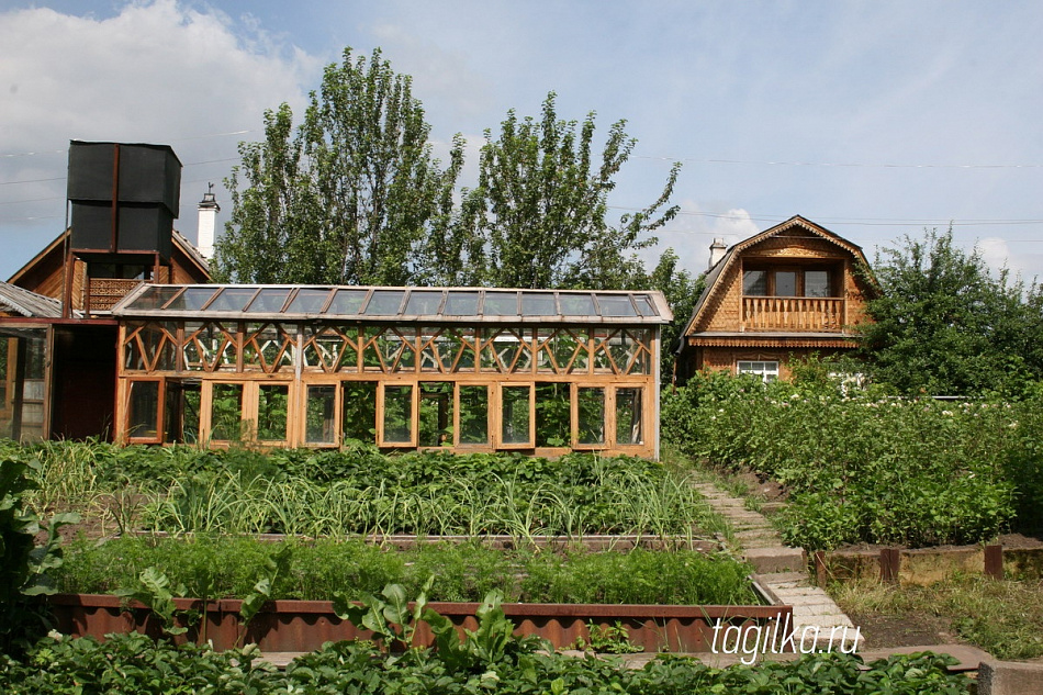 За борщевик на участке - штраф  