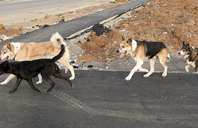 Как в Нижнем Тагиле решаются проблемы с собаками?