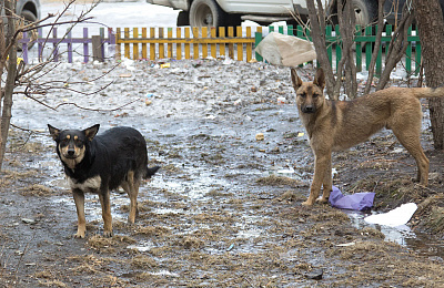 В Нижнем Тагиле изменился подрядчик по обращению с безнадзорными животными