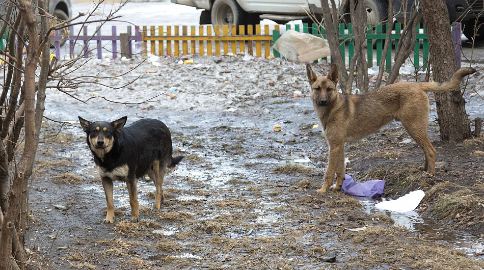 В Нижнем Тагиле изменился подрядчик по обращению с безнадзорными животными