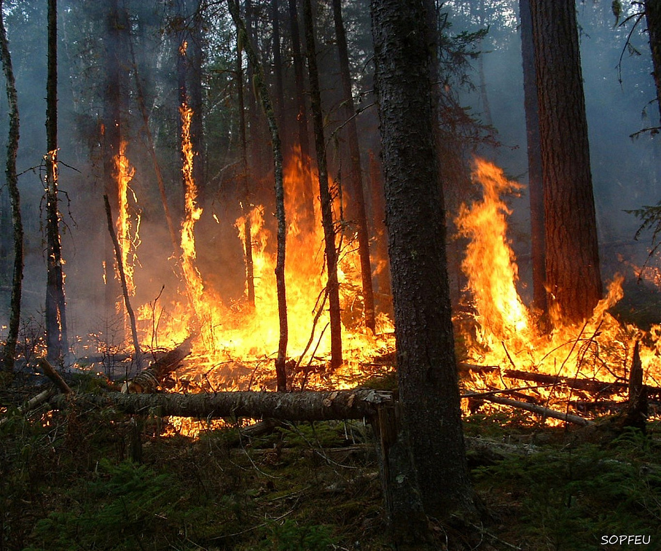 Под Нижним Тагилом выгорело более 42 гектаров леса 