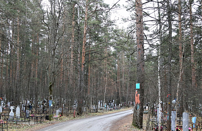 В Нижнем Тагиле на кладбище на Пихтовых горах застрелили медведя