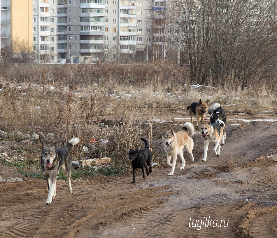 С начала 2019 года в Нижнем Тагиле было поймано 403 бездомных собаки