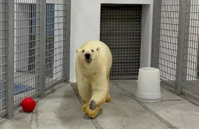 В Екатеринбургский зоопарк прибыла из Москвы белая медведица