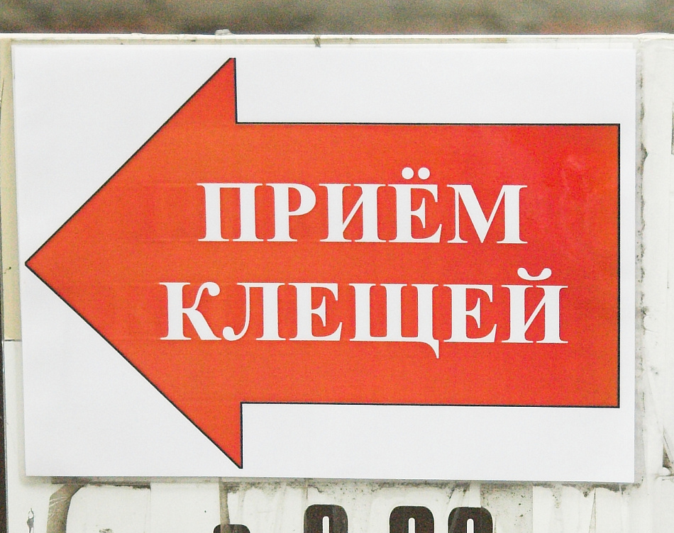 Ребенка укусил клещ: куда обращаться?