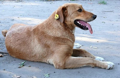 Нашли хозяев для 58 собак, выпустили на волю - 49