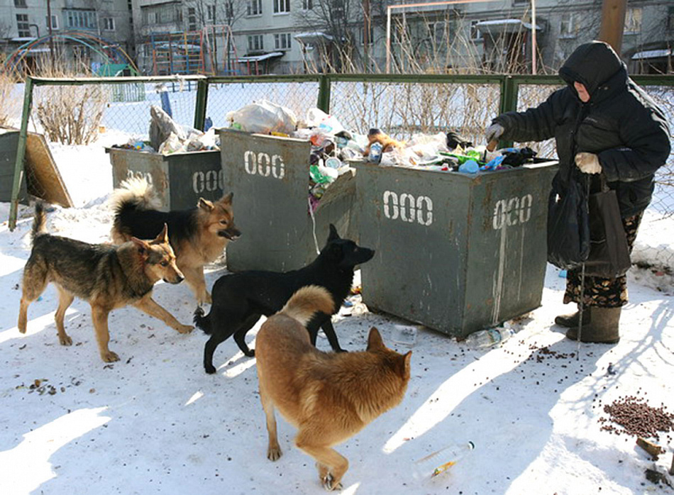 Только за последний  месяц «Спецслужба» забрала с тагильских улиц 169 собак
