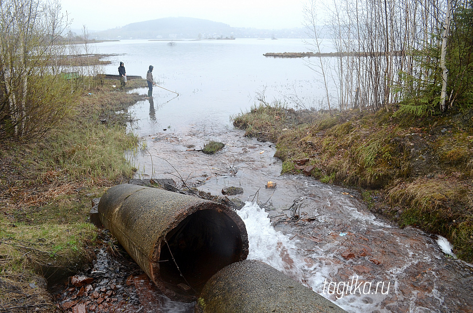 Сине-зеленые водоросли могут вернуться, поэтому шламонакопитель в Черноисточинске будут чистить круглый год 