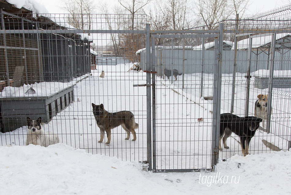За неделю в Нижнем Тагиле отловили 43 собаки