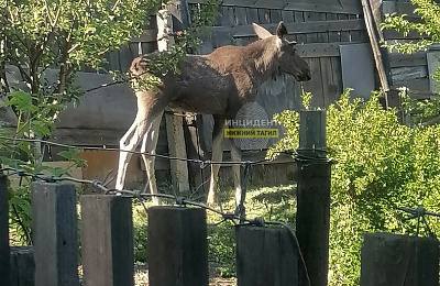 В коллективный сад в Нижнем Тагиле зашел лось