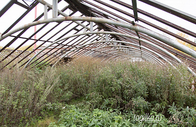 Разрушенные теплицы Горзеленхоза восстановят. Когда-то там цвели розы