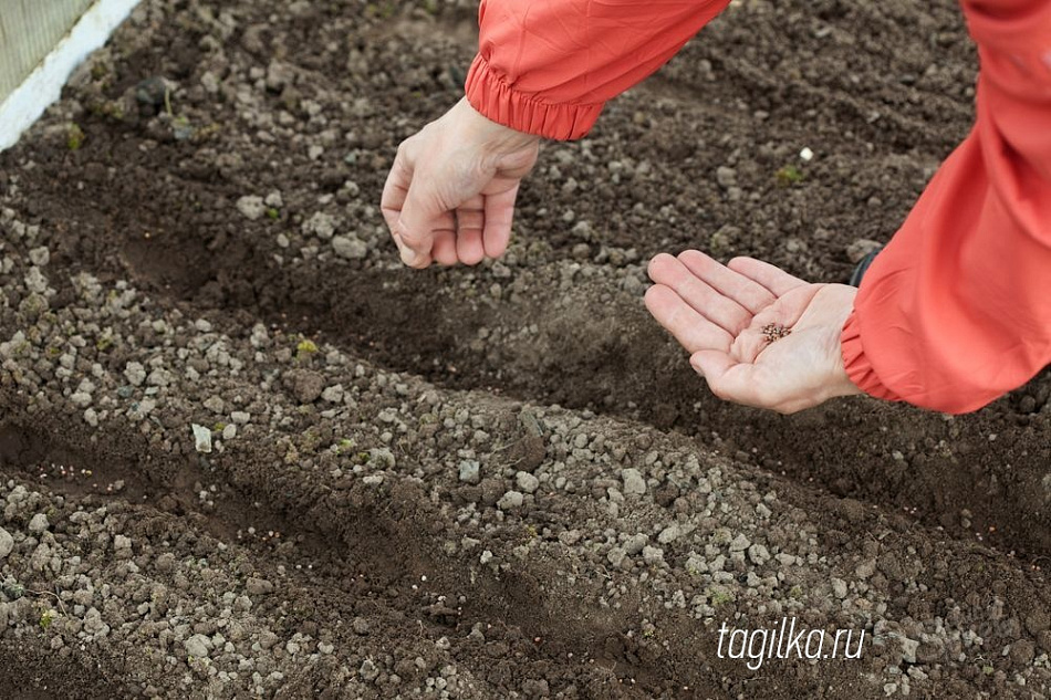 Секреты садоводства: соль для сладости, водка – для быстрых всходов