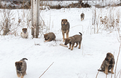 Мэр поручил пересмотреть условия контракта  на отлов бродячих собак 