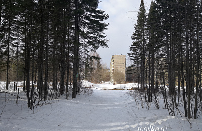 Решается судьба Пихтовых гор 