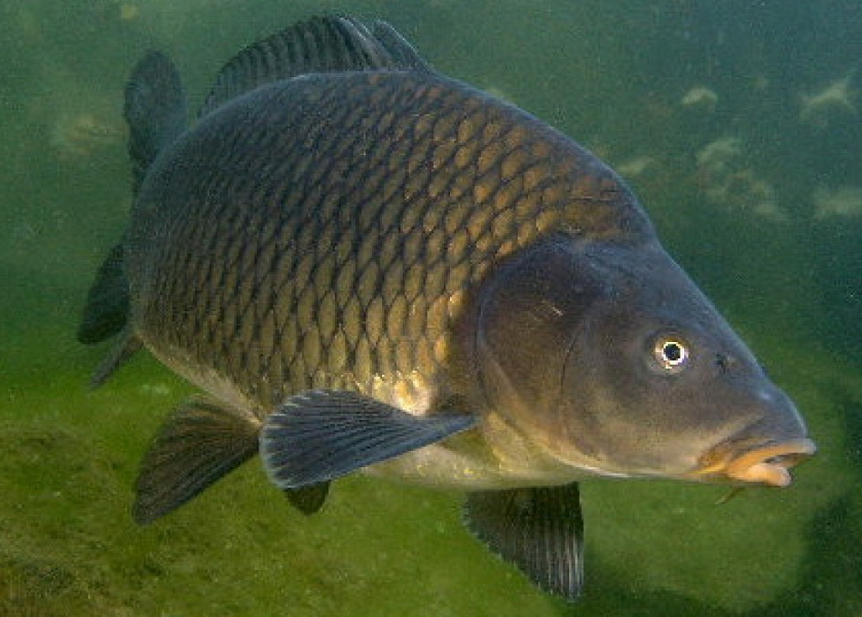 В Верхне-Сысертский пруд выпустили более 3 500 мальков белого амура и карпа